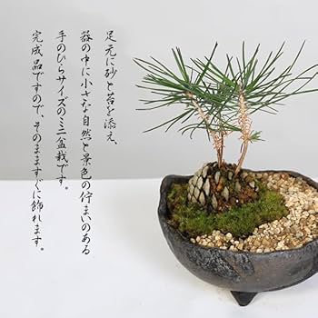 Amazon | ミニ盆栽：松ぼっくりん*＜黒松＞（国産木の葉鉢)苔と